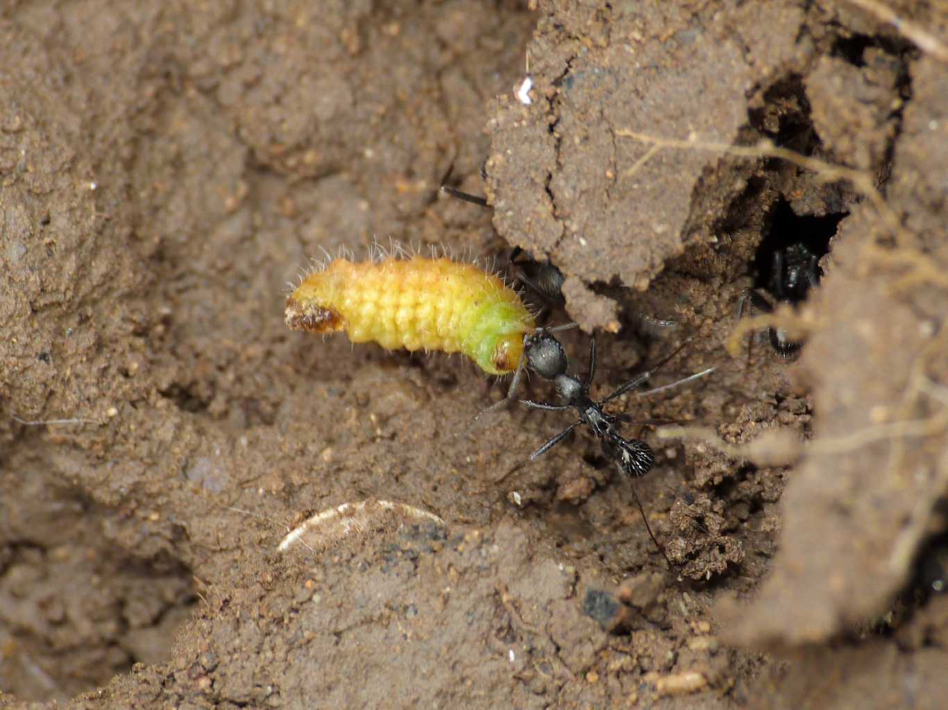 Formiche Aphaenogaster spinosa con preda